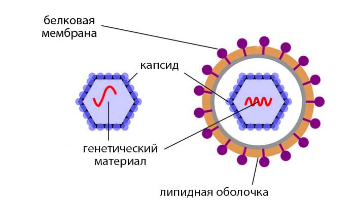 строение вируса