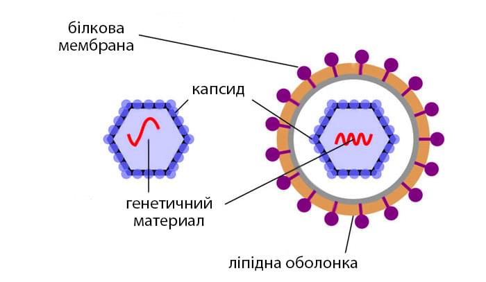 будова вірусу