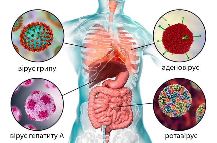 види вірусної інфекції