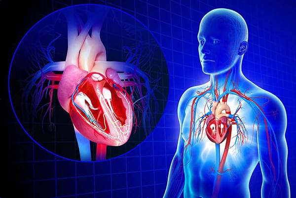 серцево судинна система людини