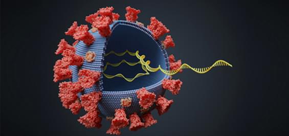 Новая мутация коронавируса: есть ли повод для беспокойства?