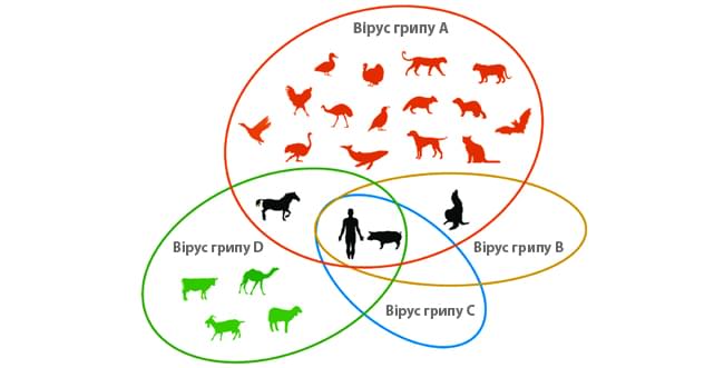 типи вірусу грипу