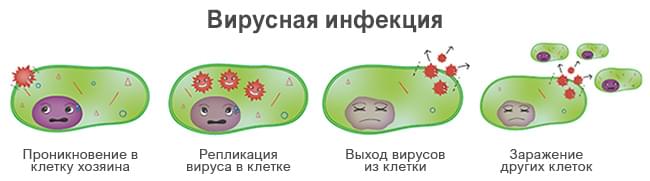 цикл вирусной инфекции
