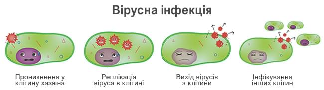 цикл вірусної інфекції