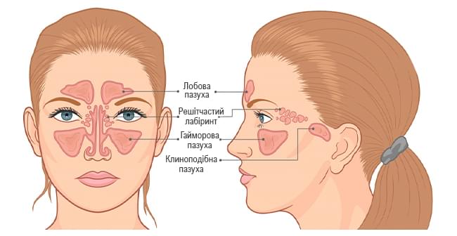 приносові пазухи