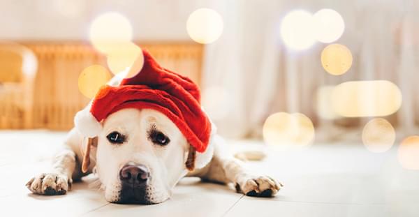 новрічні свята