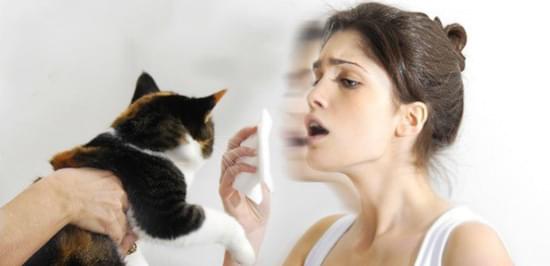 аллергия на котов