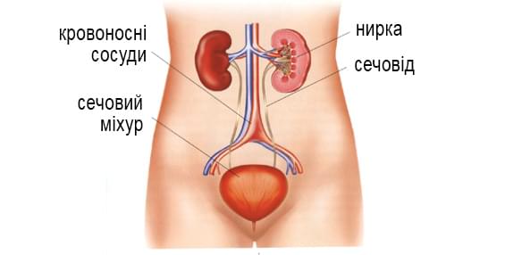 сечовивідна система