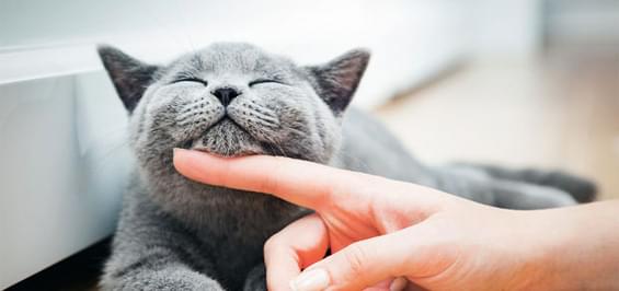 Кошачья терапия: что говорит медицина?